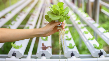 Katlı hidroponik sistem ile fesleğen üretimi – Agriveco topraksız tarım sistemi